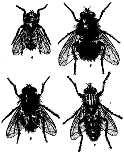 Alte Insecte Și Nevertebrate În Vis