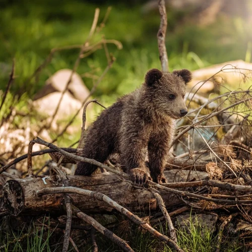 Animale Sălbatice Și Simbolismul Lor