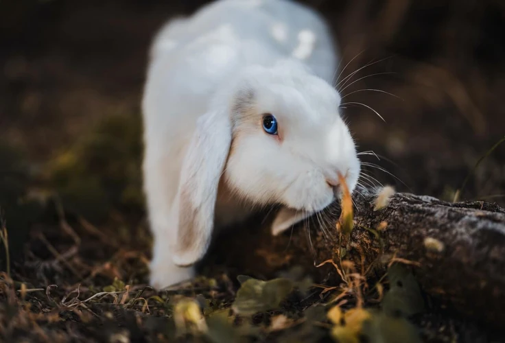 Categoria 2: Simboluri Legate De Animale