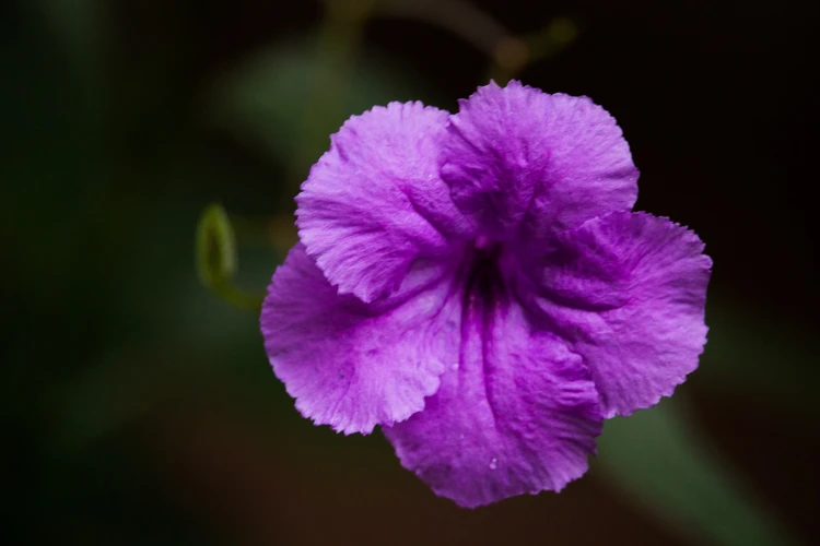 Culoarea Mov Și Violet