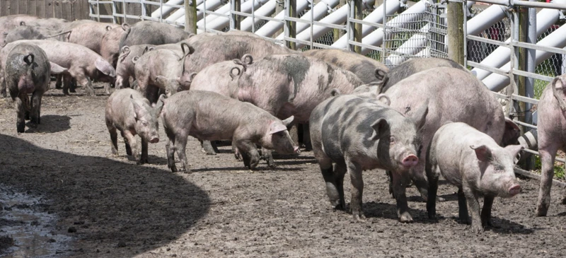 Cum Să Interpretezi Visul Despre Porci