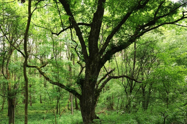 Exemple De Vise Cu Pădure Și Interpretările Lor