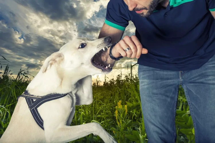 Interpretarea Viselor Despre Caini Pentru Persoanele Superstitioase