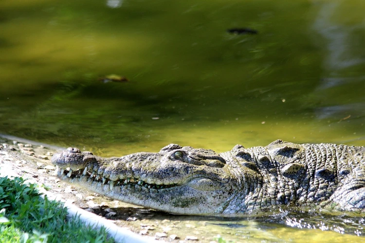 Interpretarea Visului Cu Un Crocodil