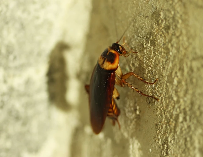 Simbolismul Insectelor În Vise